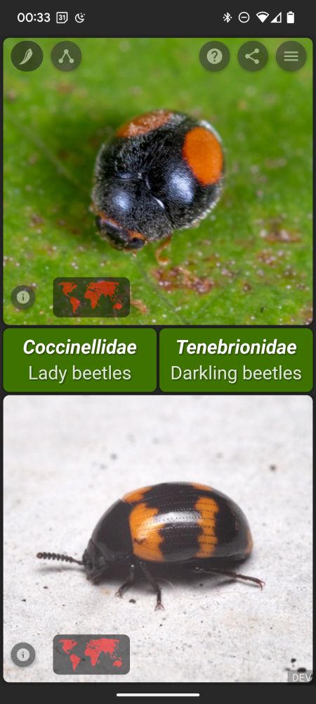 is it a ladybeetle?