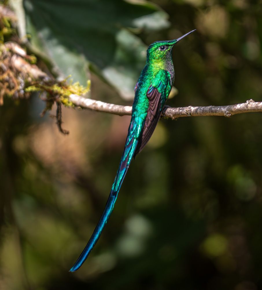 Aglaiocercus kingii (Long-tailed Sylph) from Colombia. 

DuoNat: https://duo-nat.web.app/?pairId=3611&level=all&phylogenyId=5562

iNaturalist: https://www.inaturalist.org/observations/258605683