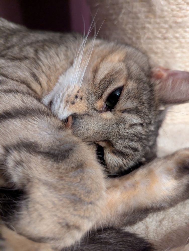 A savannah-Bengal cross hugging his extra long feet