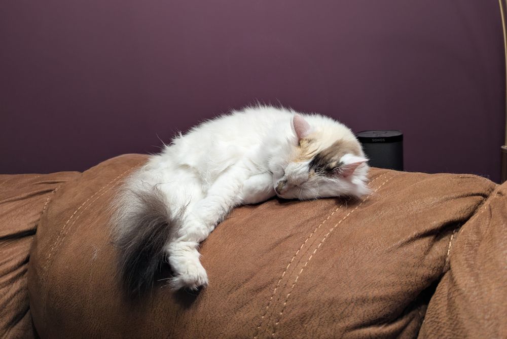 A white tortie Siberian forest cat on a plump couch