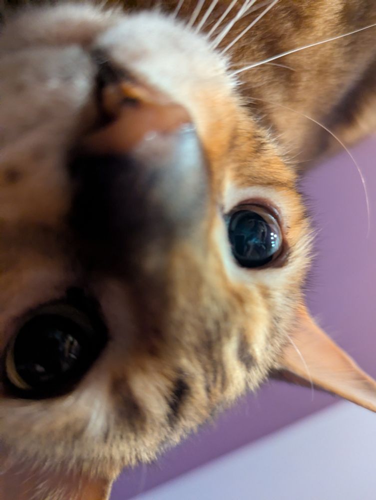BIG CAT FACE 