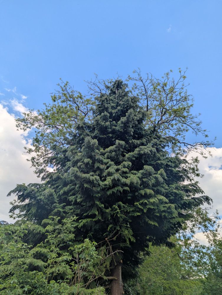 A spruce of some sort