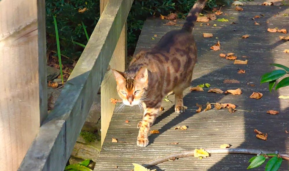 The same Bengal in the sunshine but with more face showing.