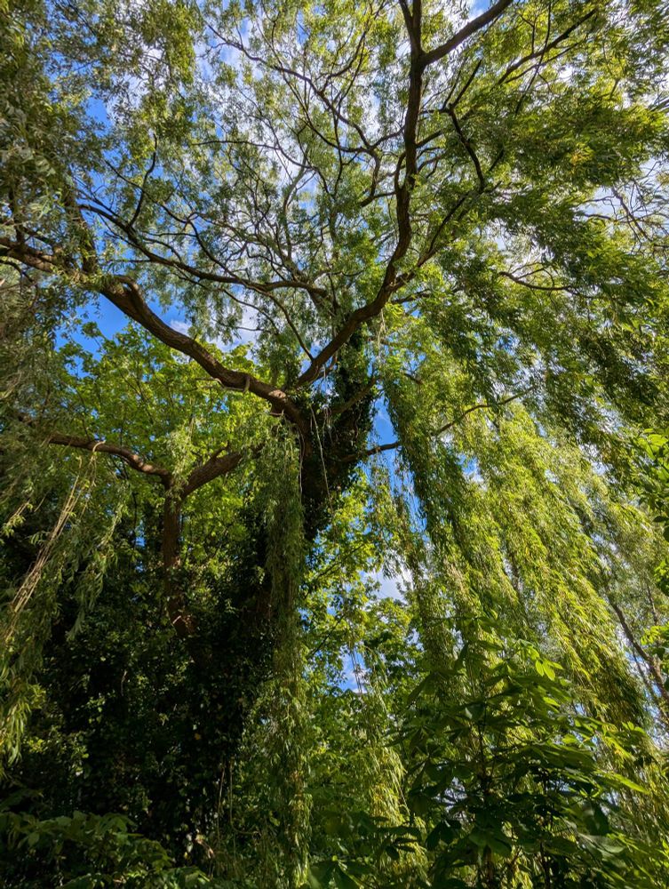 Big weeping willow fronds