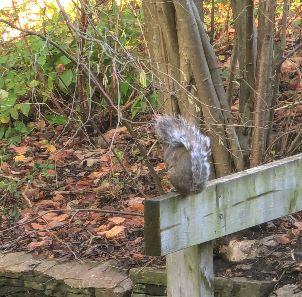Squirrel on a fence over a stream