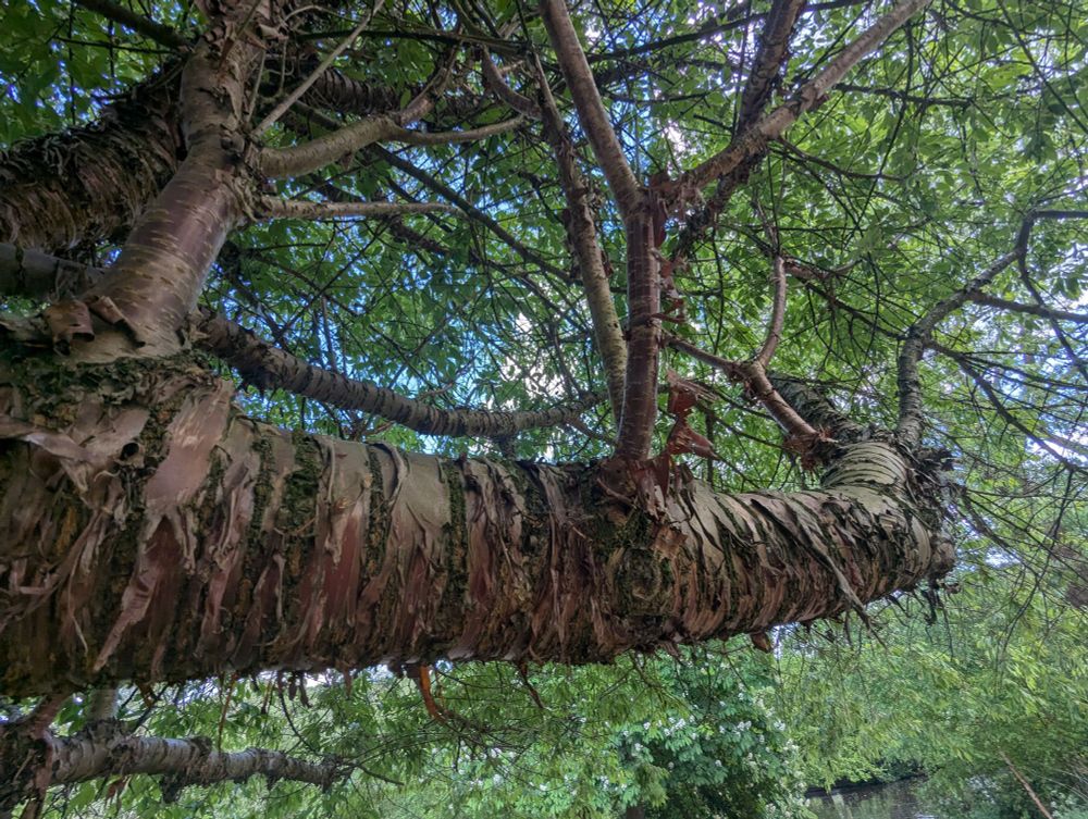 Prunus serrula tree with its bark sloughing off in big interesting strips