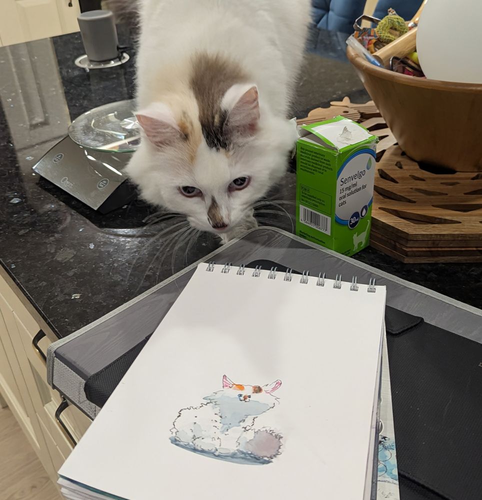 A Siberian forest cat coping and seething at the wittiest cartoon of the century aimed square at her