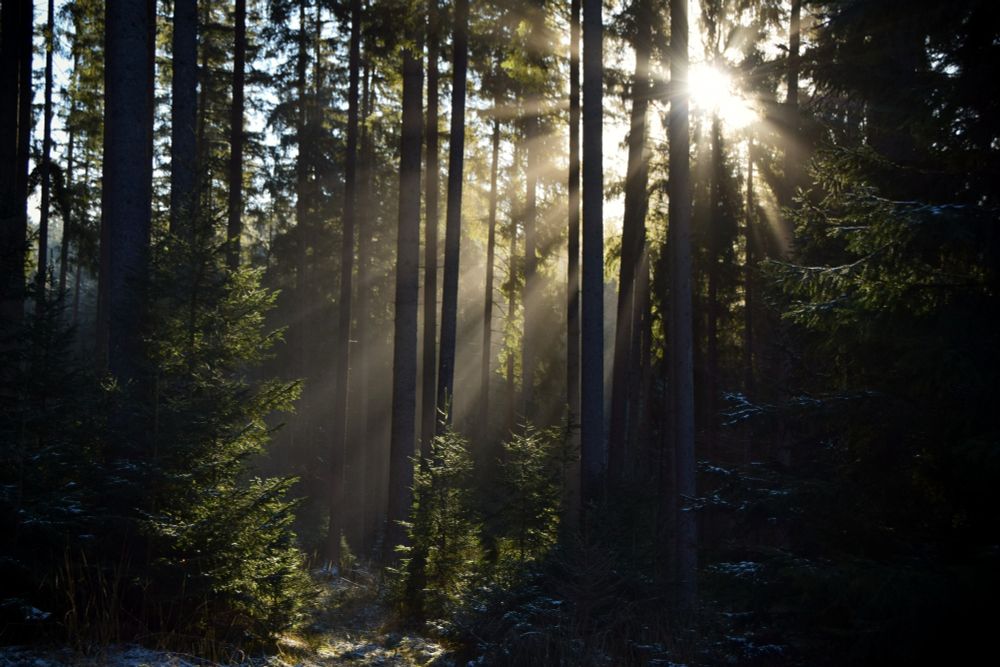 Enchanting landscape photograph showing sunlight and mist in a forest in the Beskydy mountains, Czech Republic. Photo by Soňa Gereková©️.