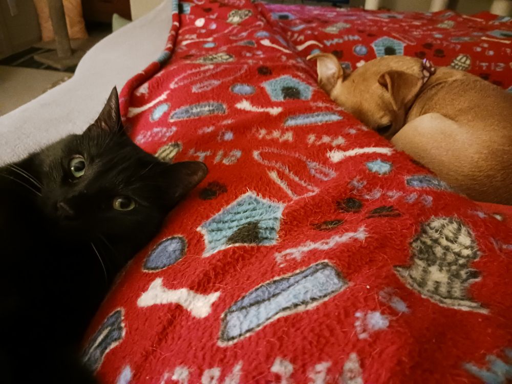 In bed sandwiched between my black cat and tan chihuahua 