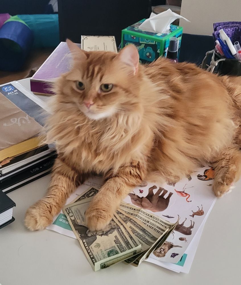 The $67 Cat. She is orange.