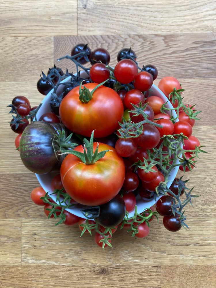 Blick von oben auf eine weiße Schale voller Tomaten unterschiedlichster Größen und Farben, Rispen von Kirschtomaten hangen über den Rand und lassen es aussehen, als liefe die Schale über