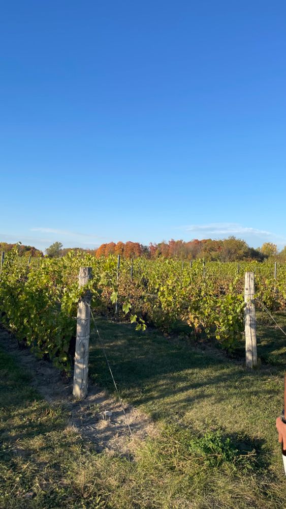lush vineyard with fall foliage far off into the background, blue skies 