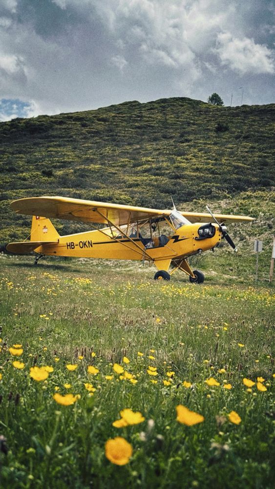 Piper L-4 et flore alpine 