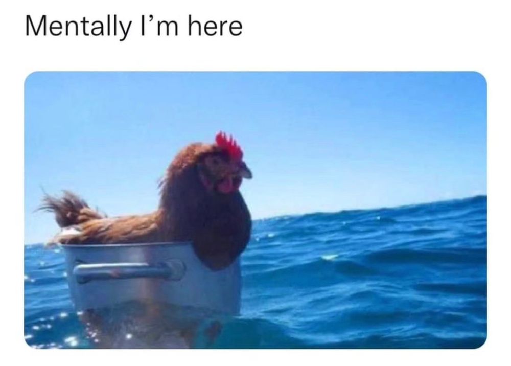 Meme text: Mentally I’m here
Meme image: a chicken sits in a large pot that’s floating in a body of water (the ocean or a lake), like a little chicken boat. 
