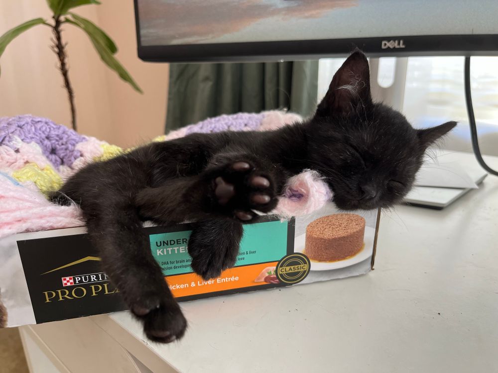 Kitten sleeping in a cat food box, with legs hanging out and one hind leg extended so you can see the toes
