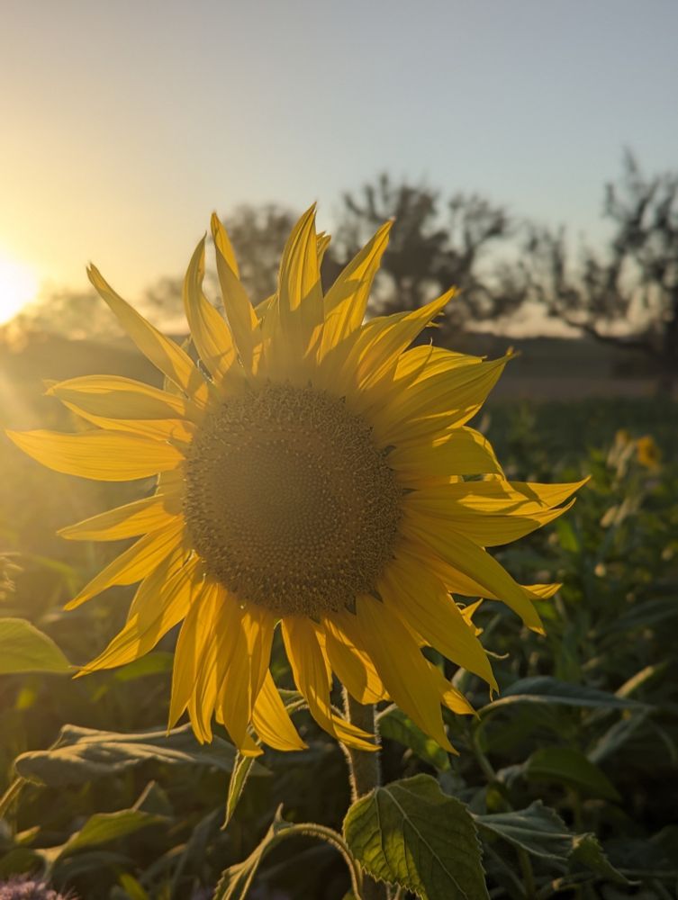 Sonnenblume vor untergehender Sonne