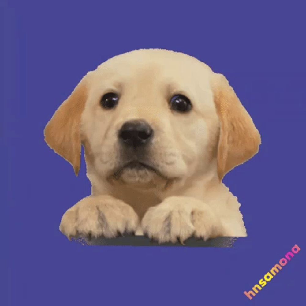 a picture of a puppy on a purple and blue background with hisamoney written below it