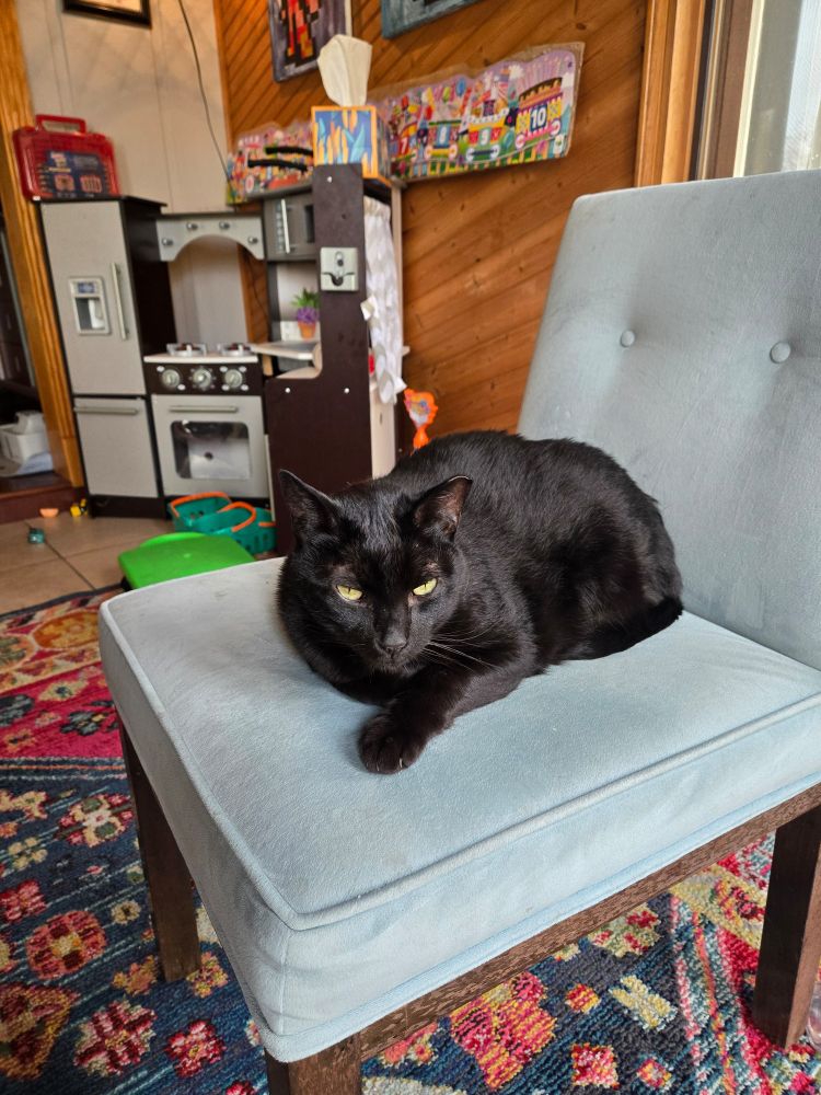 A large black cat on a blue chair