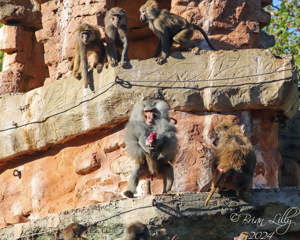 Hamadryas baboons catching food