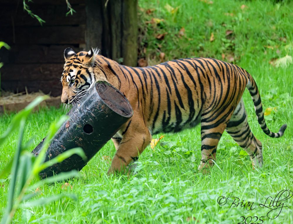 Sumatran tigress Carrie carrying an enrichment tube