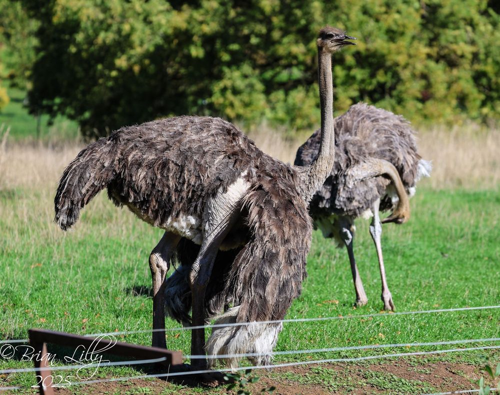 Common ostriches