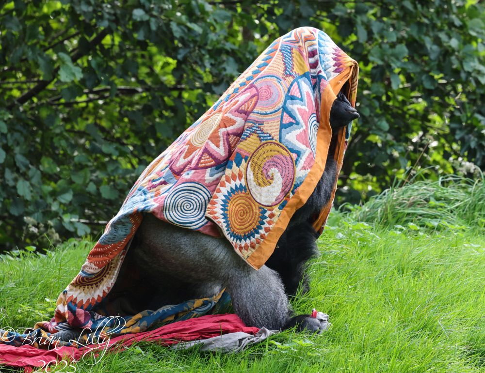 NDowe and his amazing Technicolor Dreamcoat