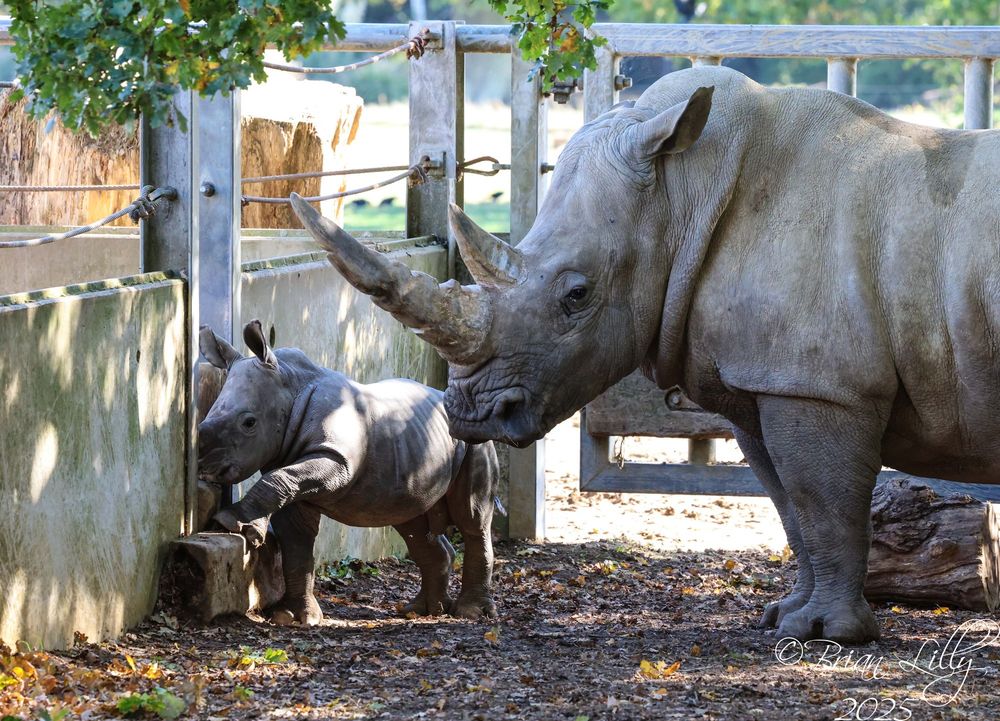 Three week old Southern White Rhino calf outside the house