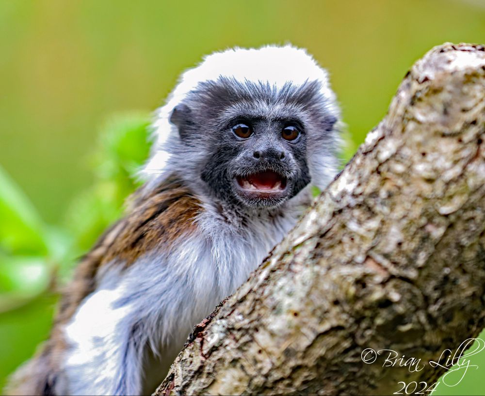 Cotton-top tamarins including a cute baby