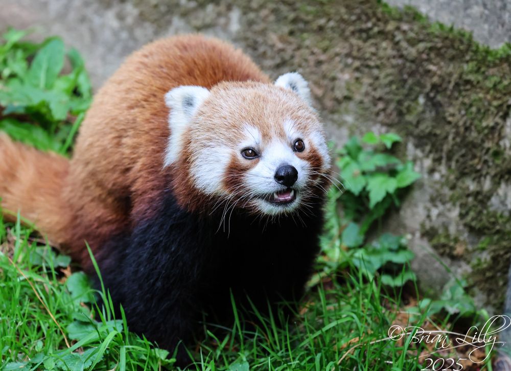 Red panda 'Mauka' pausing after zoomies around the enclosure