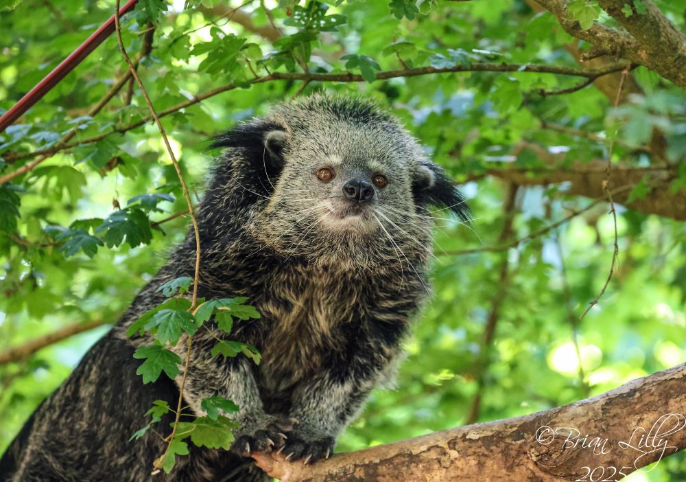 One of the Binturongs in a tree