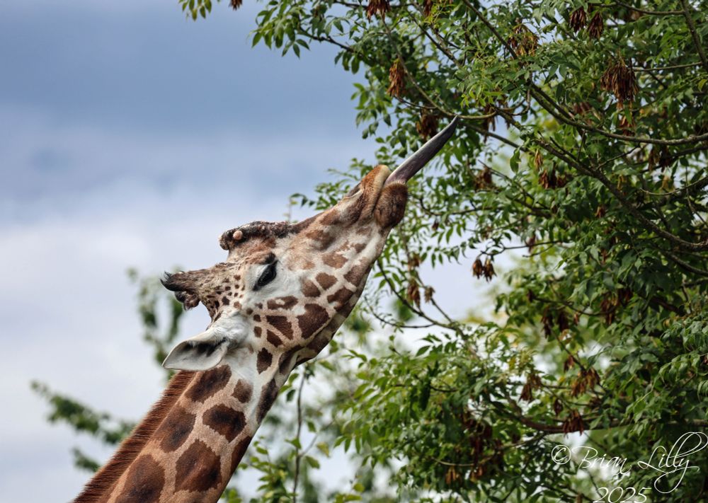 Rothchild's giraffe 'Otilie' reaching for the leaves