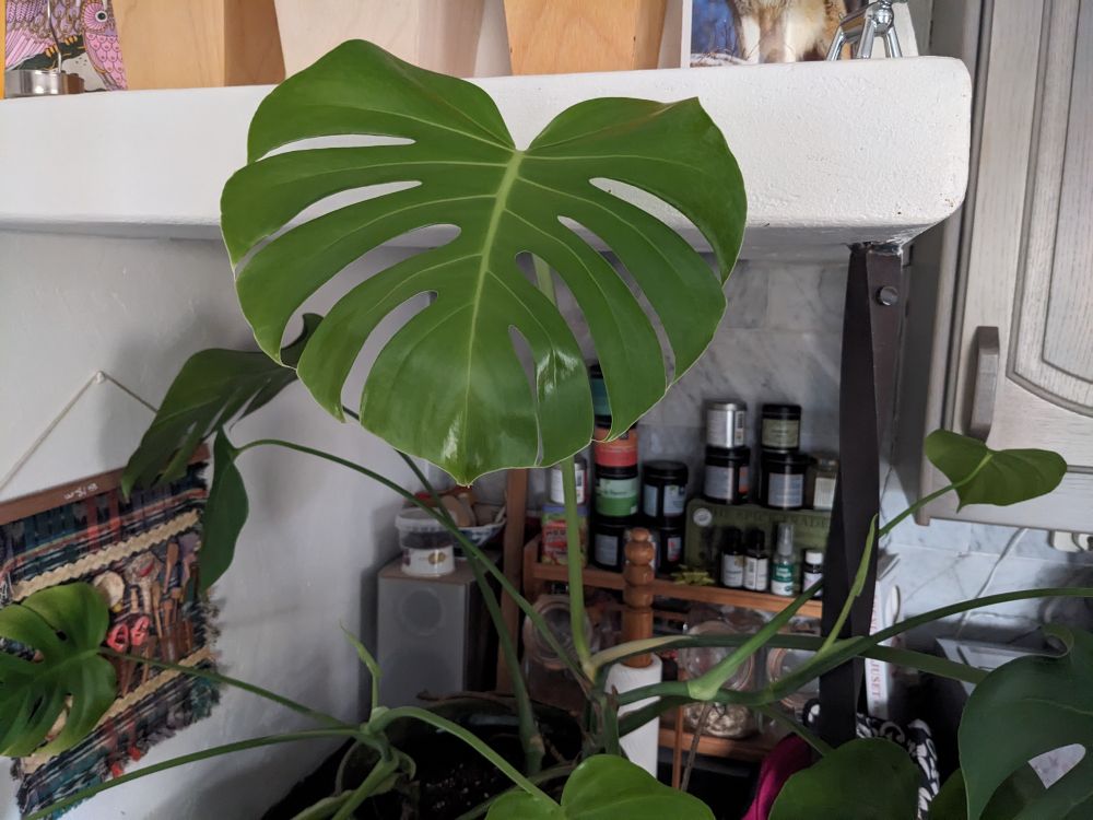 Fint, stort och flikigt monstera-blad som är nyutslaget