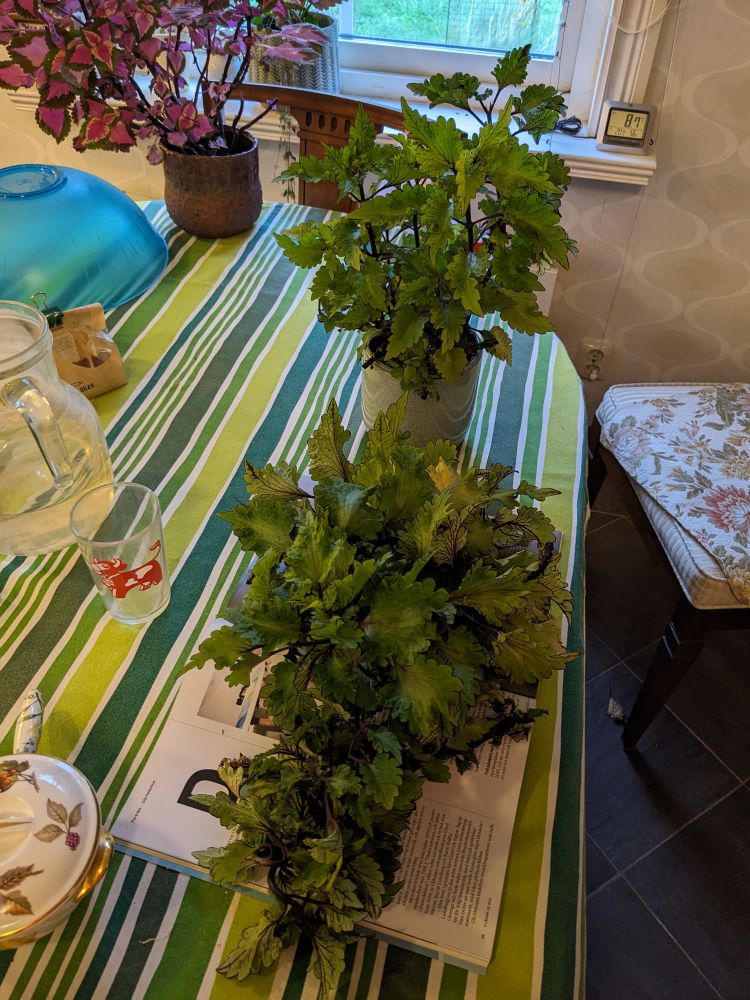 En stor hög med avklippta grenar från ett grönlila palettblad med vågiga bladkanter. I bakgrunden syns moderplantan, som fortfarande är fyllig trots beskärningen, om än inte jättestor.