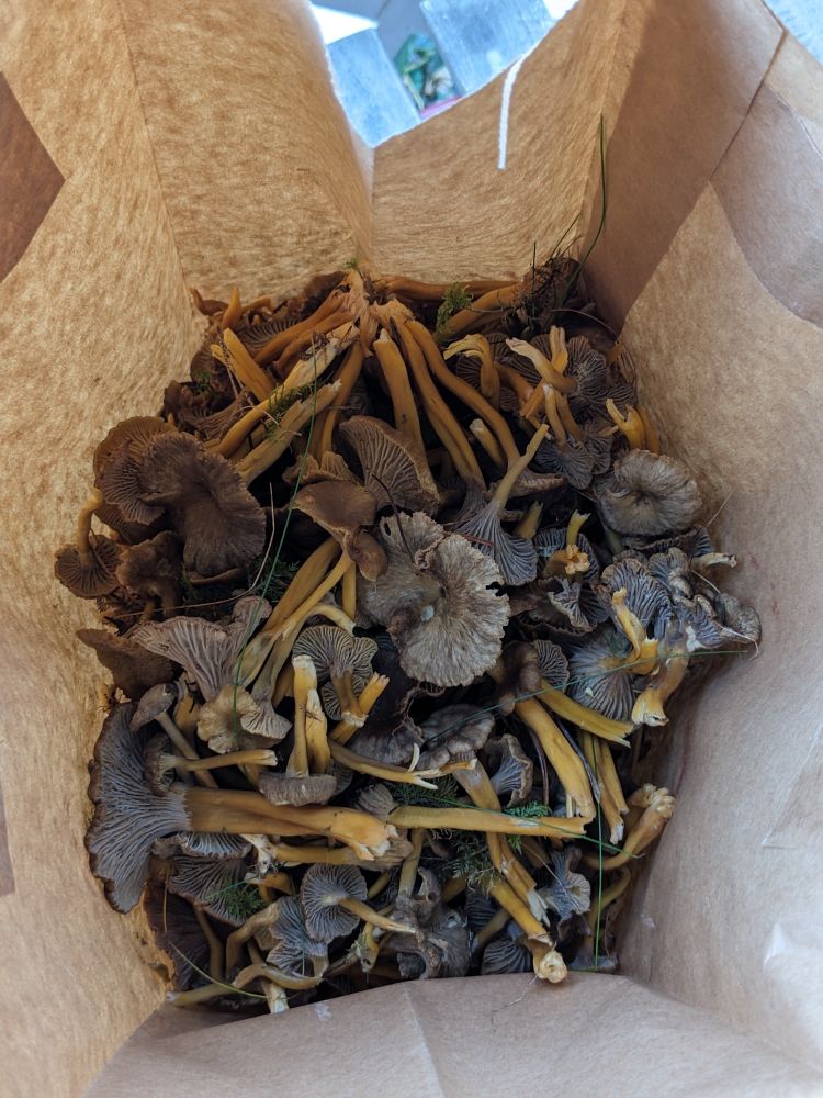 Massor av trattkantareller i en papperspåse 