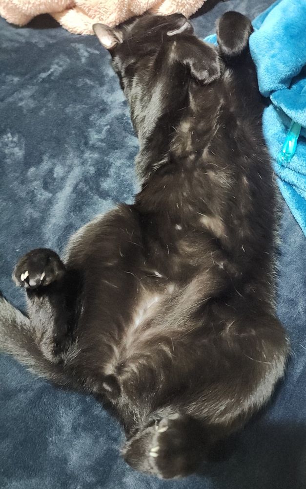 Black cat with his belly up. He's lying down on a gray blanket. There's also a blue blanket in the background. Bernie loves his blankets.
