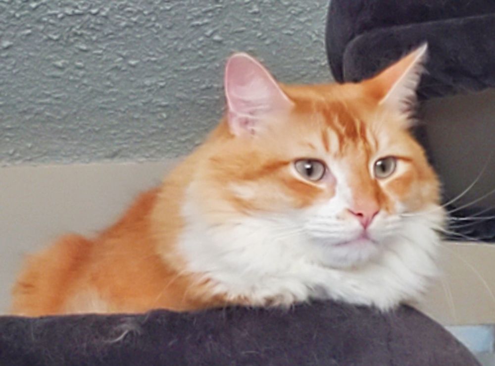 Orange and white cat sitting down in a gray cat tree. 