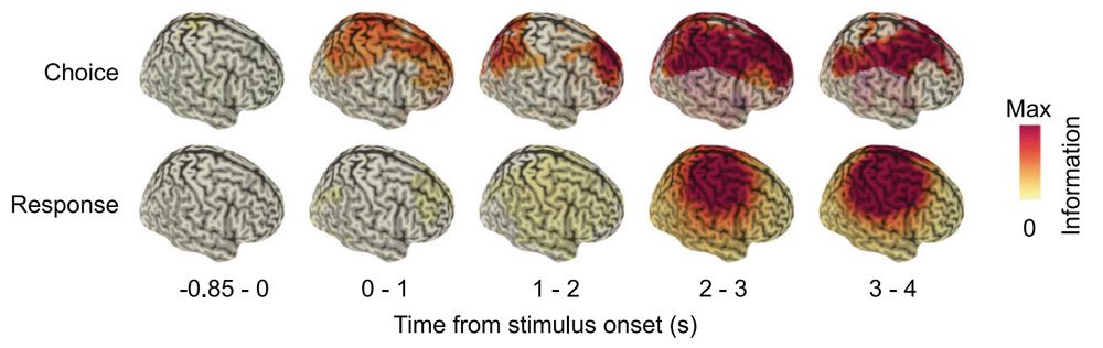 Figure showing distinct cortical distributions of neural information for choice and motor-response as a function of time.