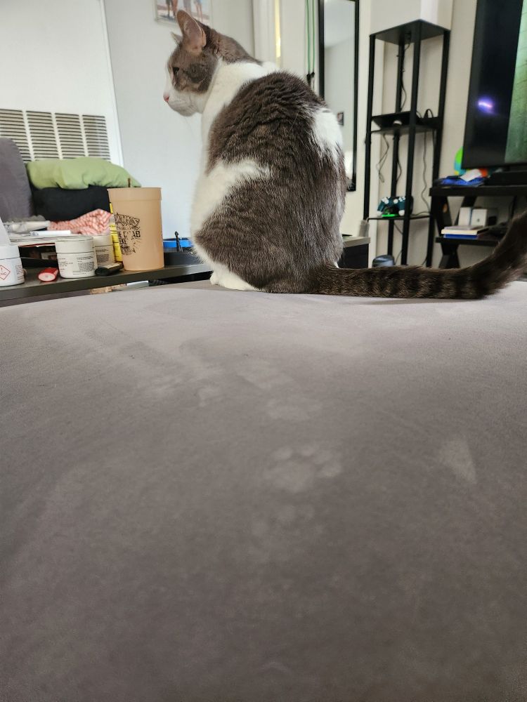 Paw prints in the couch fabric