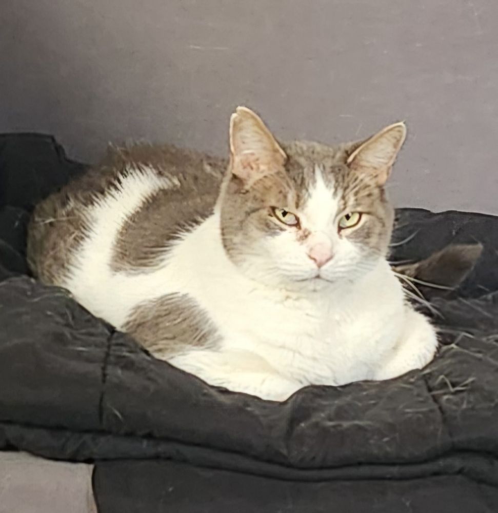 Grey and white Titan cat