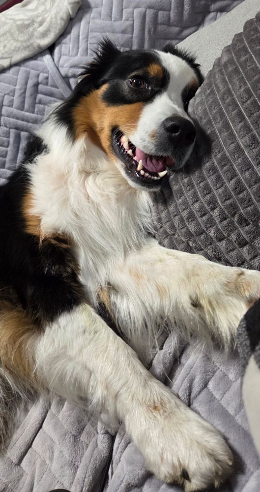 amelie der australian shepherd liegt entspannt auf einer grauen couch mit kuscheligen polstern