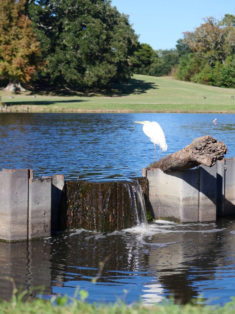 Photo taken with a Lumix G95 using a 42.5mm lens at f2.8 ISO 200 1/2500 