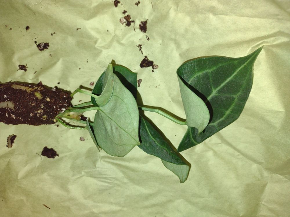 An anthurium clarinervium