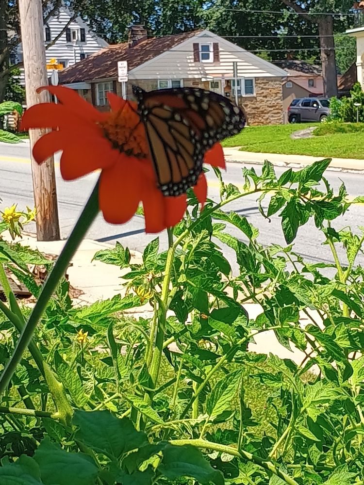 A butterfly resting on a flower