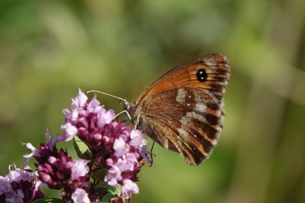 Gatekeeper