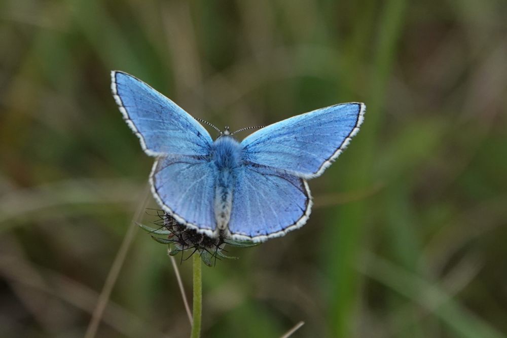 Adonis Blue male