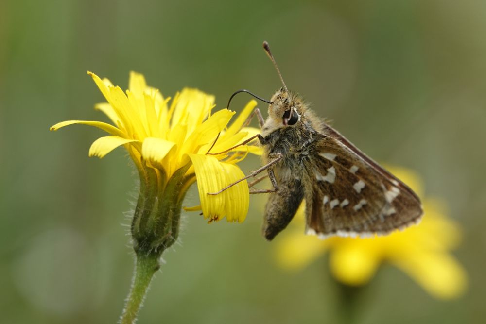 Silver Spotted Skipper
