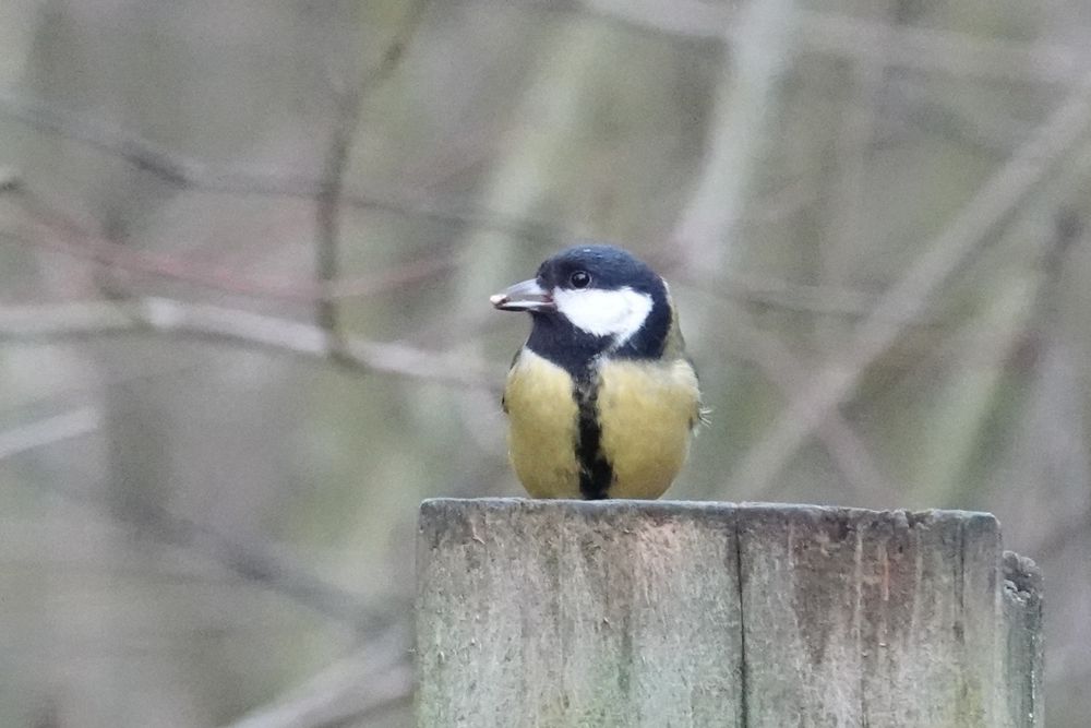 Great Tit