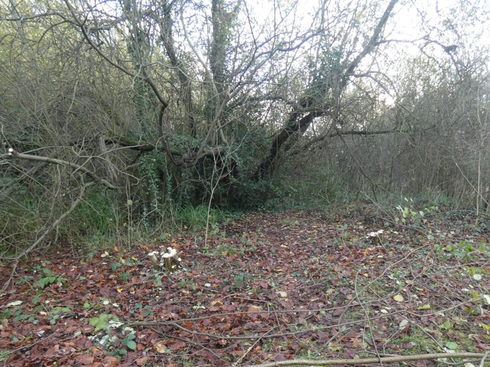 2 pale coppice stools remain in front of the big Willow on the South side of the reservoir pond at Ashlawn. A good morning's work to cut these 2 using hand tools. 