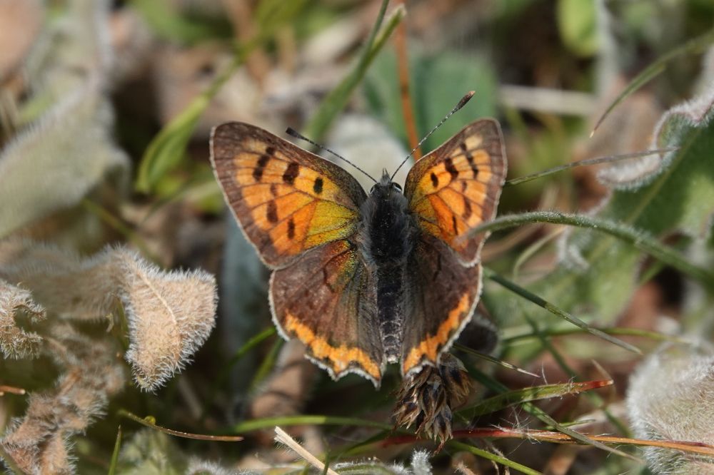 Small Copper, will lay eggs on Common Sorrel that grows here. 
