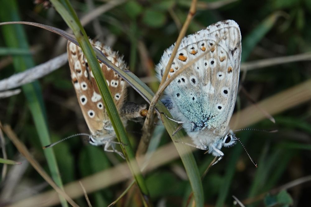 Chalkhill Blue in cop
